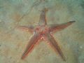 Astropecten aranciacus